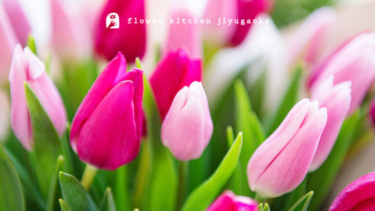 チューリップのおはなし