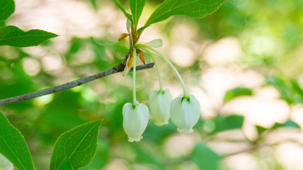 ドウダンツツジの花