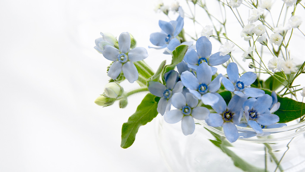 ブルースターの花束