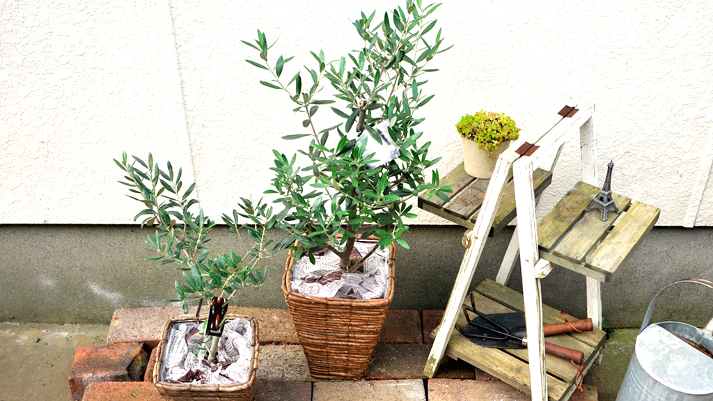 鉢植えのオリーブ