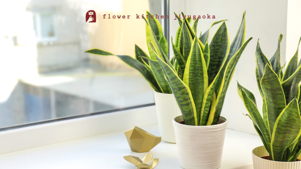 サンセベリアの育て方｜水やり・置き場所・季節ごとの管理方法