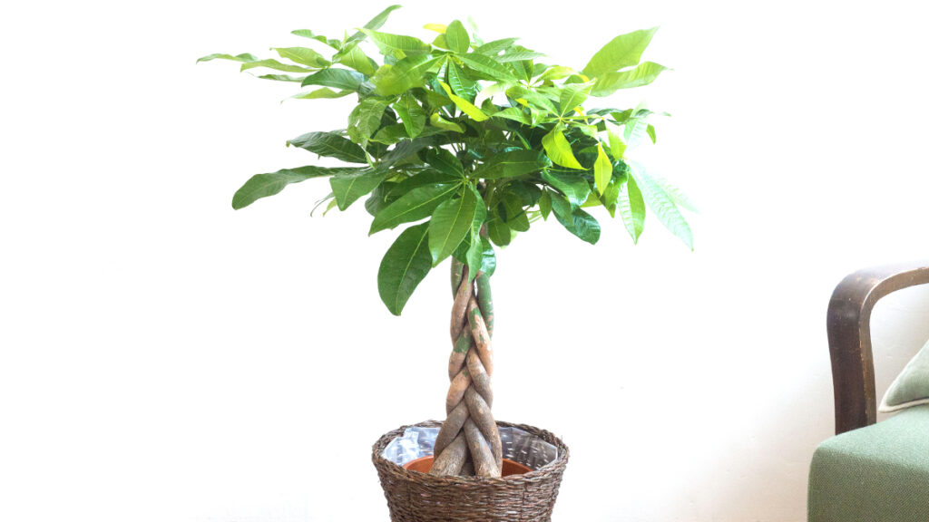 パキラの育て方・選び方ガイド｜水やり・置き場所・季節ごとの管理