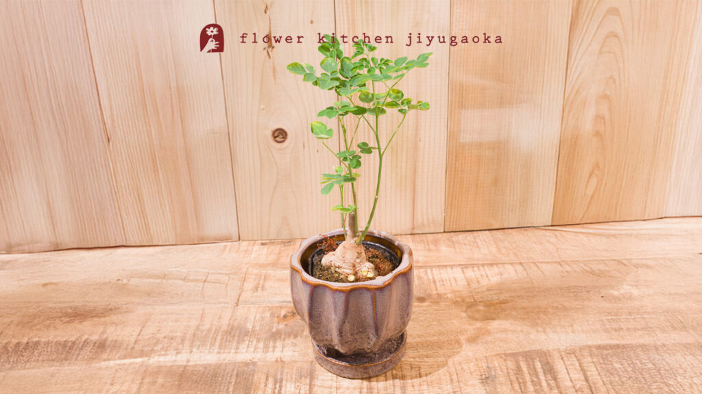 モリンガの育て方と楽しみ方