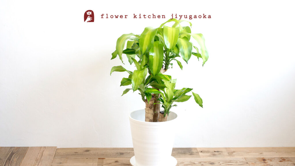 幸福の木（ドラセナ・マッサンゲアナ）の育て方と楽しみ方