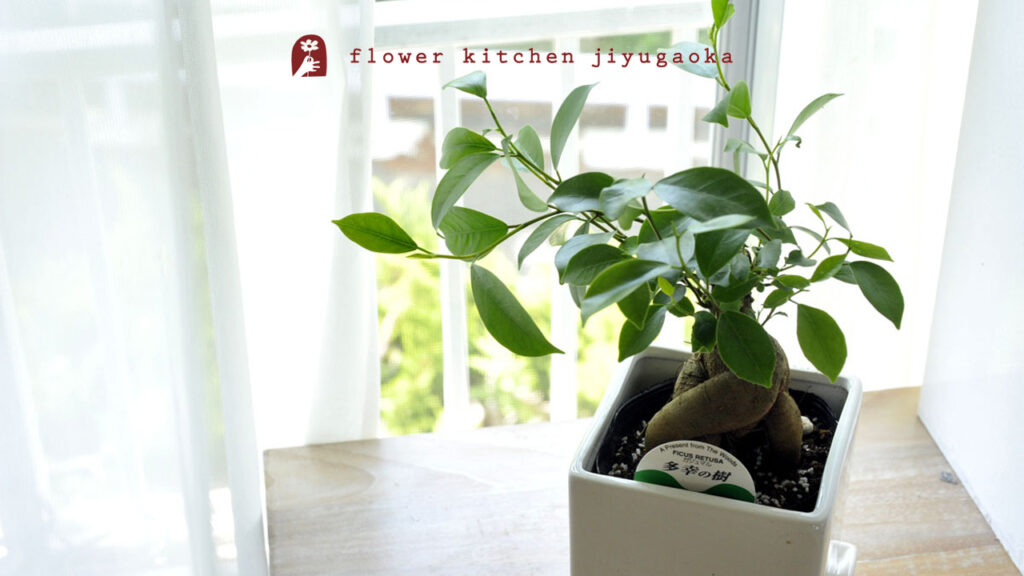 ガジュマルの育て方と楽しみ方