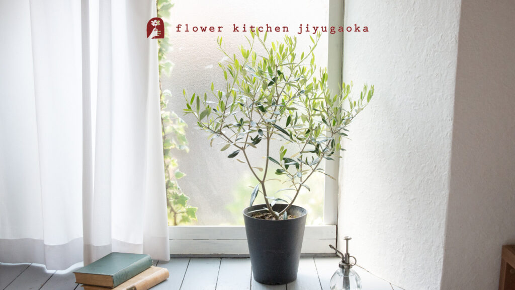 オリーブの育て方と楽しみ方