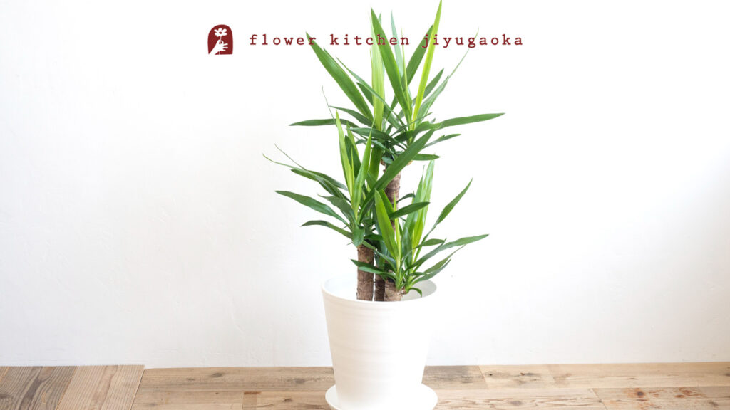 ユッカ（青年の木）の育て方と楽しみ方