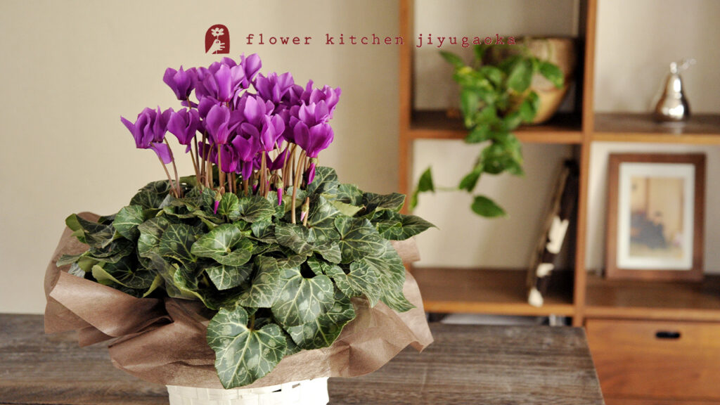 シクラメンの育て方と楽しみ方