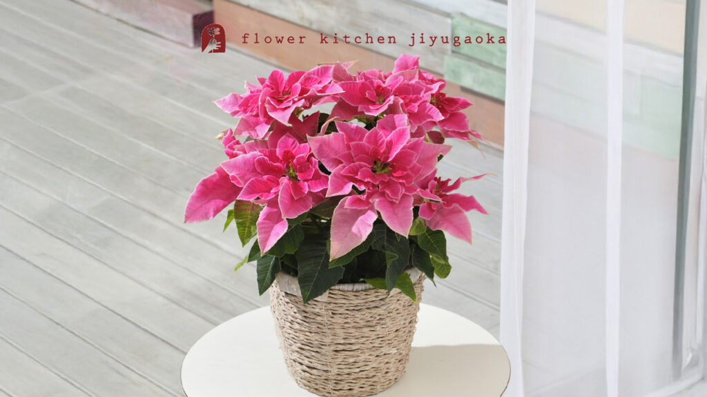 ポインセチアの育て方と楽しみ方