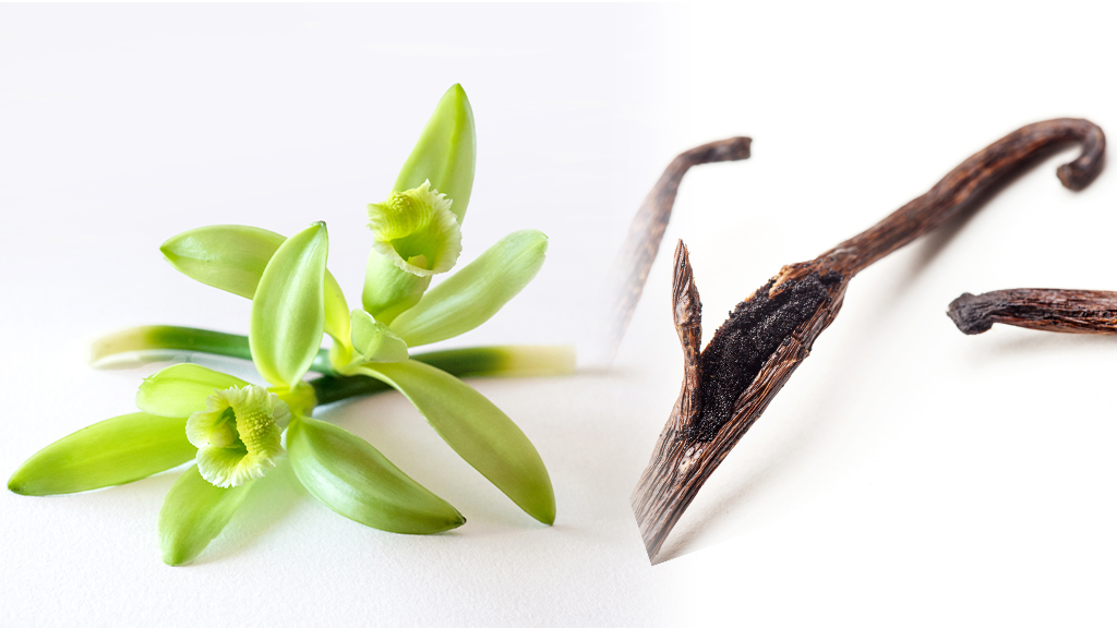 バニラの花とバニラビーンズ