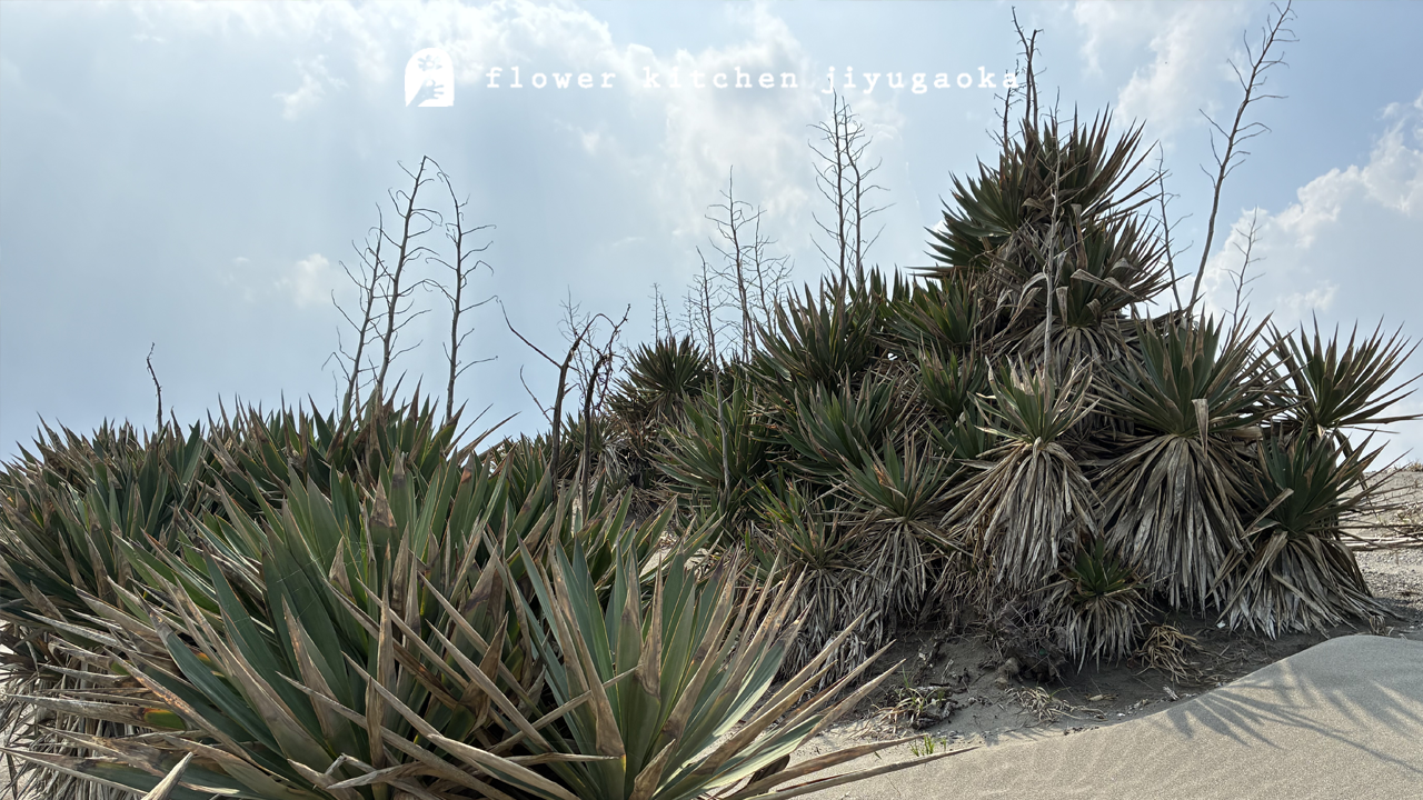 ユッカ（青年の木）の育て方と楽しみ方｜水やり・植え替え・特徴まとめ