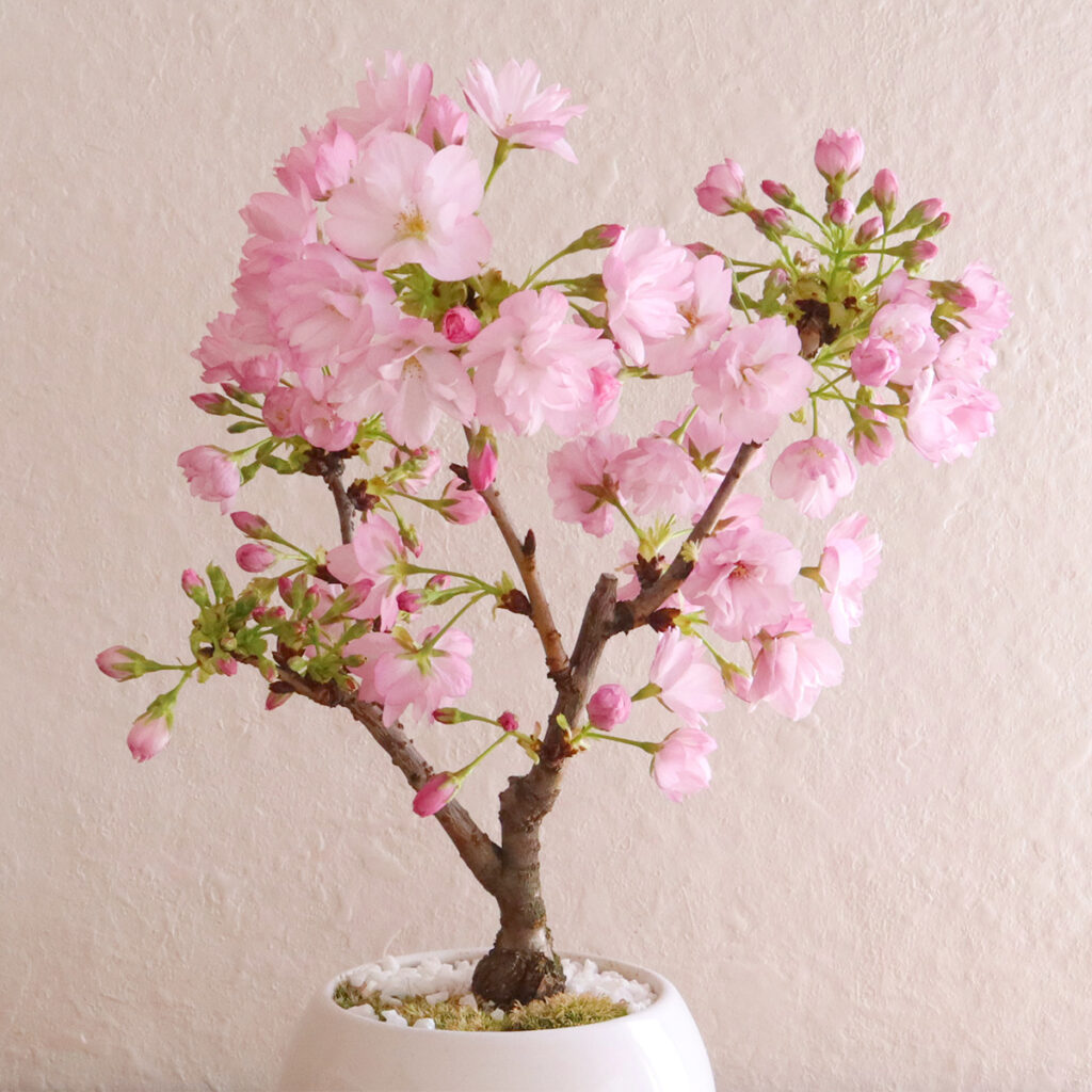 一才桜の盆栽