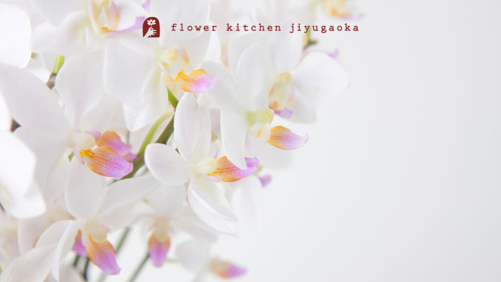 弔意を伝える「胡蝶蘭」の選び方：失敗しない【法人ギフト・喪中見舞い】のマナー