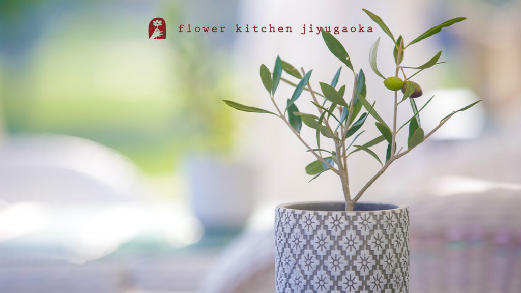 二人の家族の絆を深める：「水合わせの儀」にオリーブの木が選ばれる、５つの特別な理由