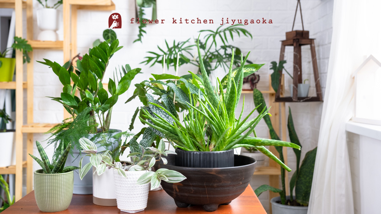 観葉植物の害虫対策ガイド｜見つけ方・予防・駆除の方法まとめ