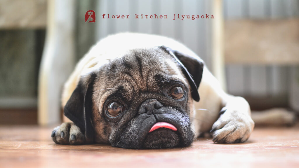 友人・知人へ贈るペットお供え花のマナーとメッセージ文例集