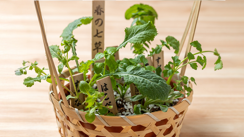 花屋で買える七草セット