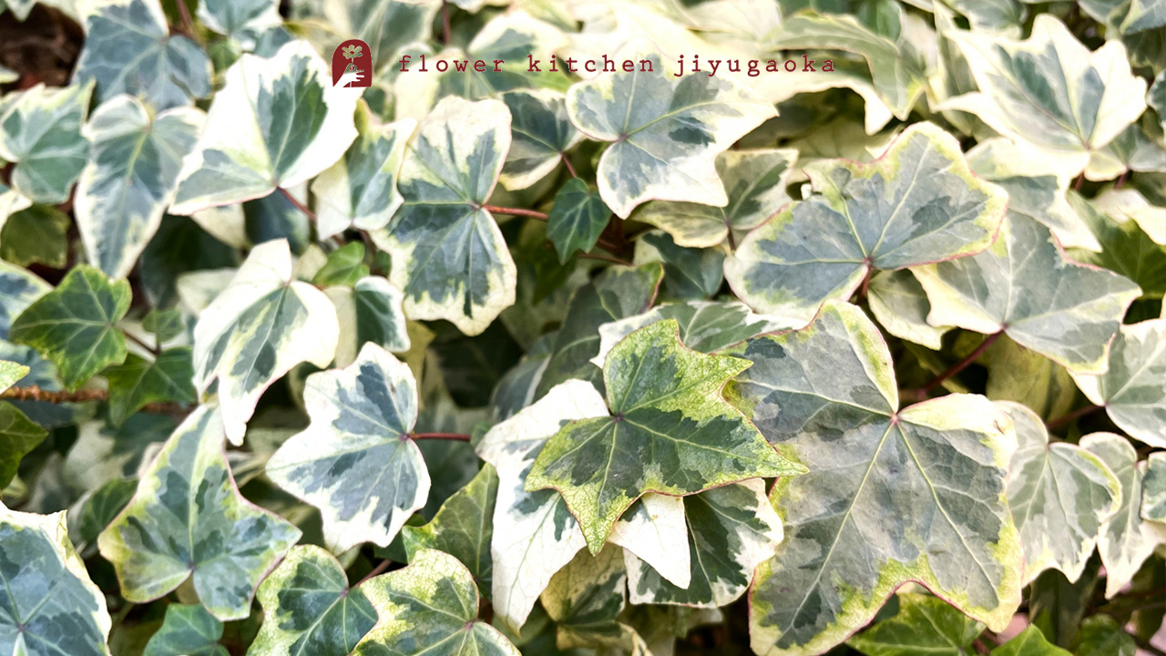 アイビー（ヘデラ）の育て方と楽しみ方｜水やり・植え替え・特徴まとめ