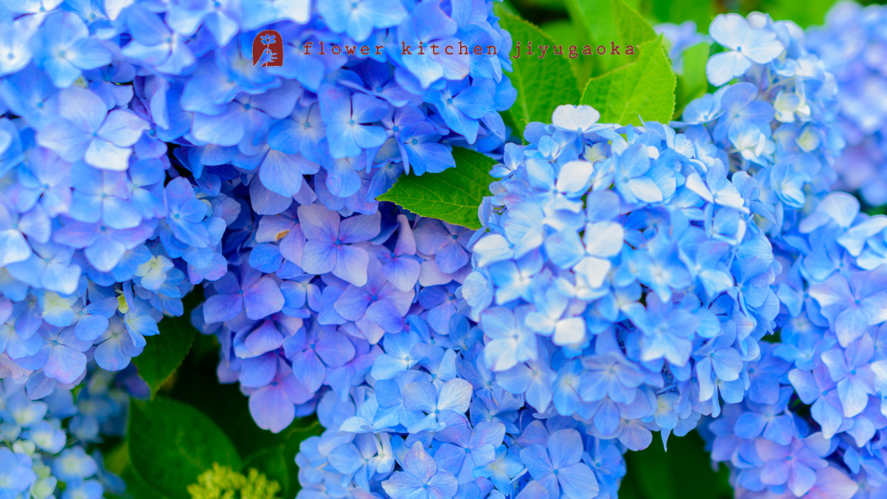 アジサイの育て方と楽しみ方｜水やり・植え替え・特徴まとめ
