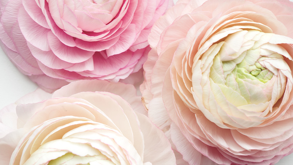 ラナンキュラスの花