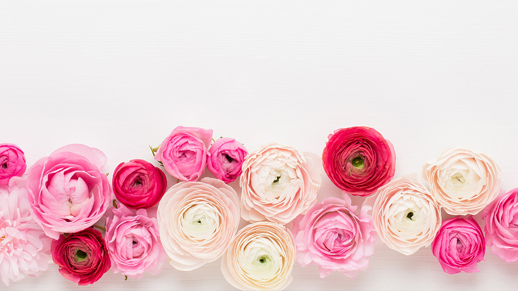 ラナンキュラス