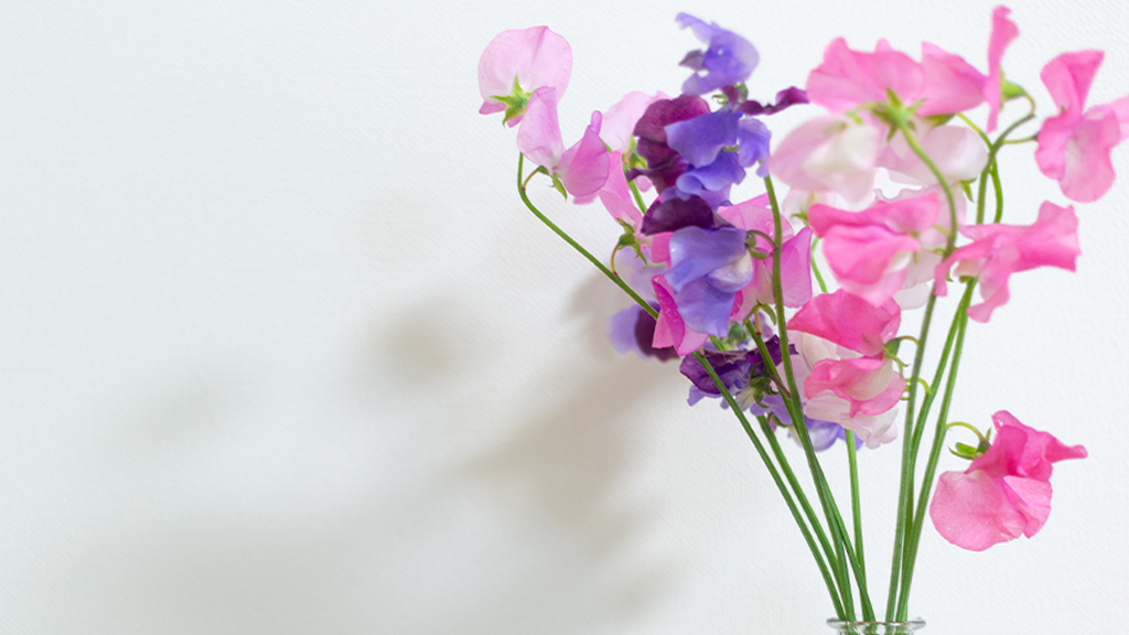 ピンクと紫のスイートピー