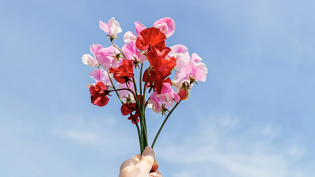 スイートピーのブーケ