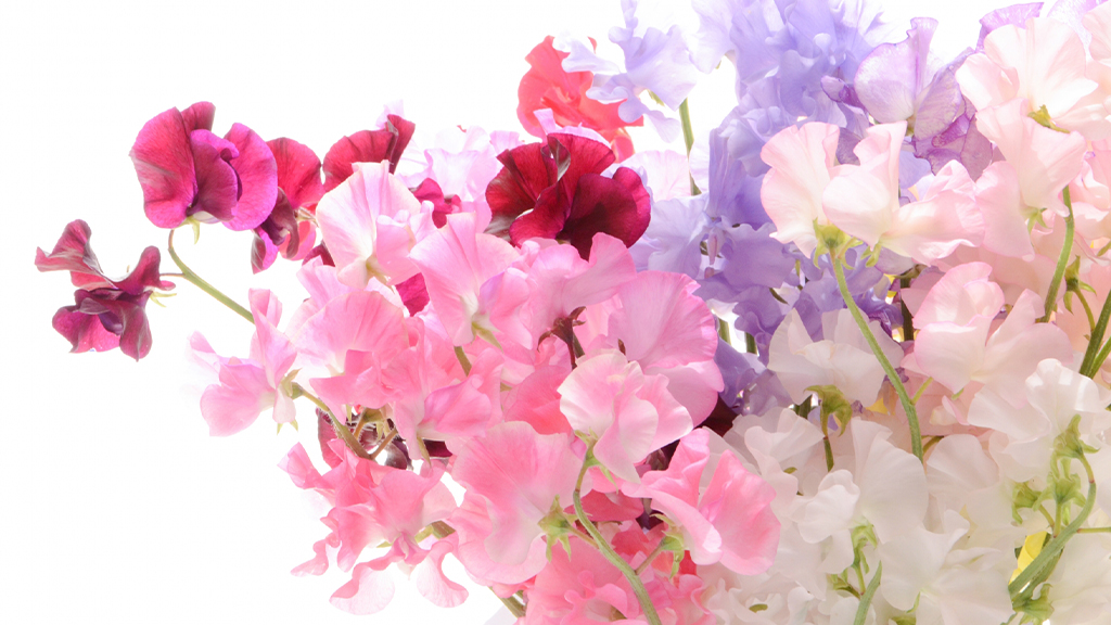 スイートピーイメージ