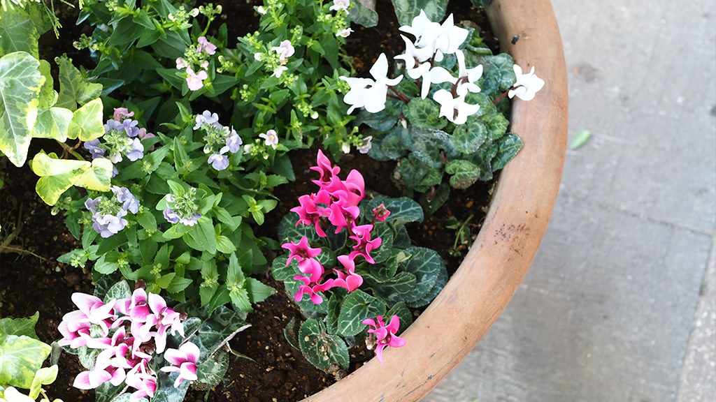 寄せ植えアップ