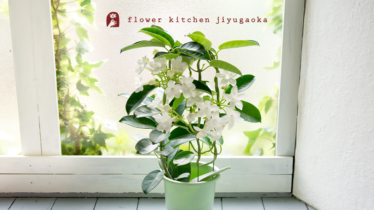 マダガスカルジャスミンのおはなし