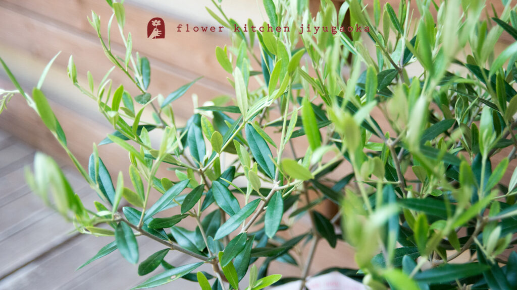 オリーブの育て方｜日本の環境にあわせて