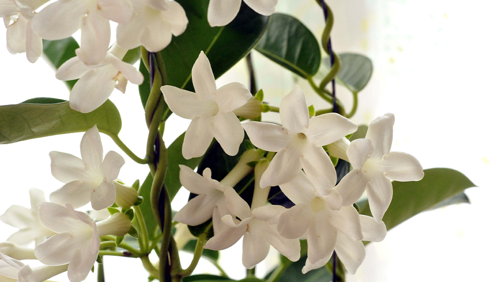 マダガスカルジャスミンアップ