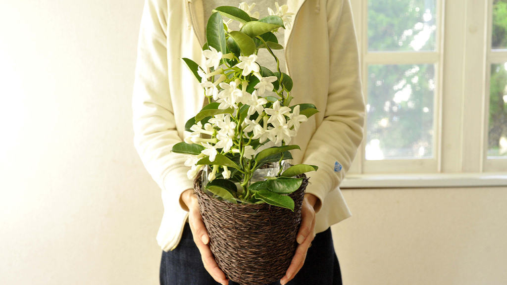 マダガスカルジャスミンを持つ女性