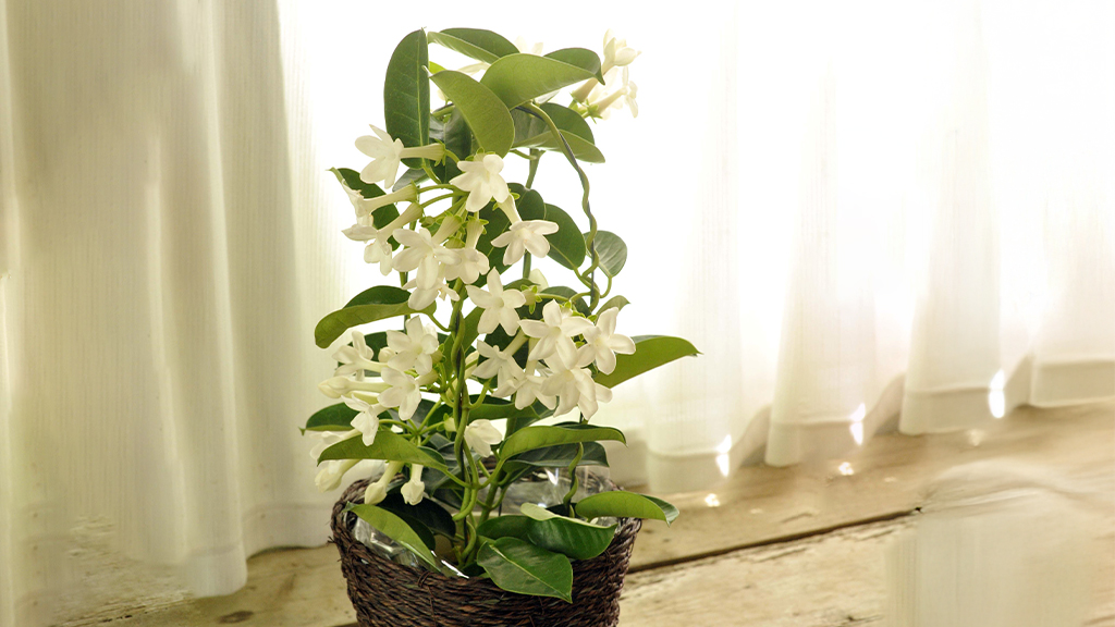窓際のマダガスカルジャスミン