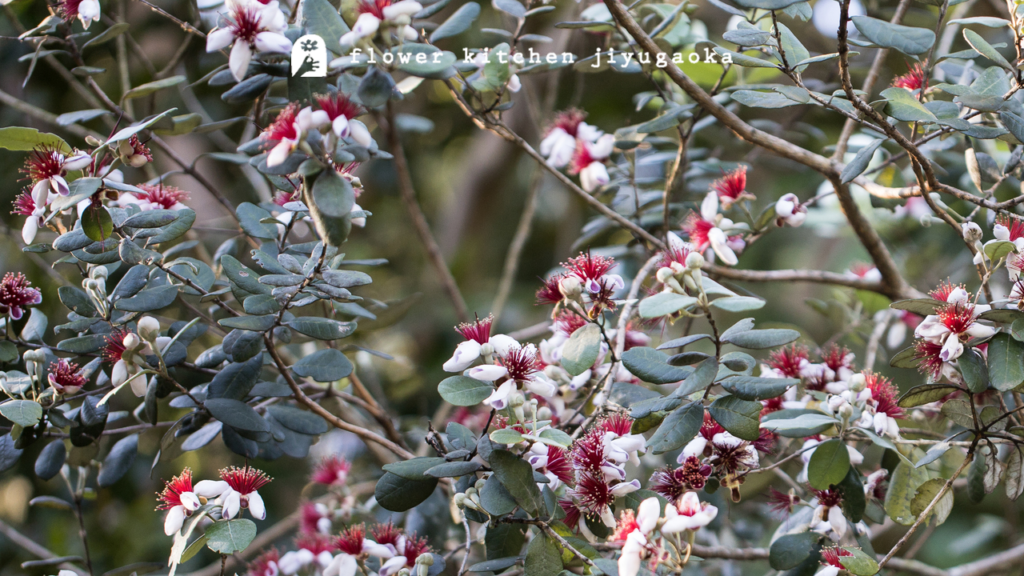 フェイジョアの育て方