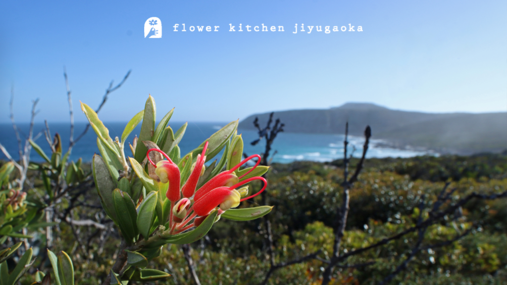 グレビレアの育て方｜オーストラリアの自然を感じる植物を長く楽しむために