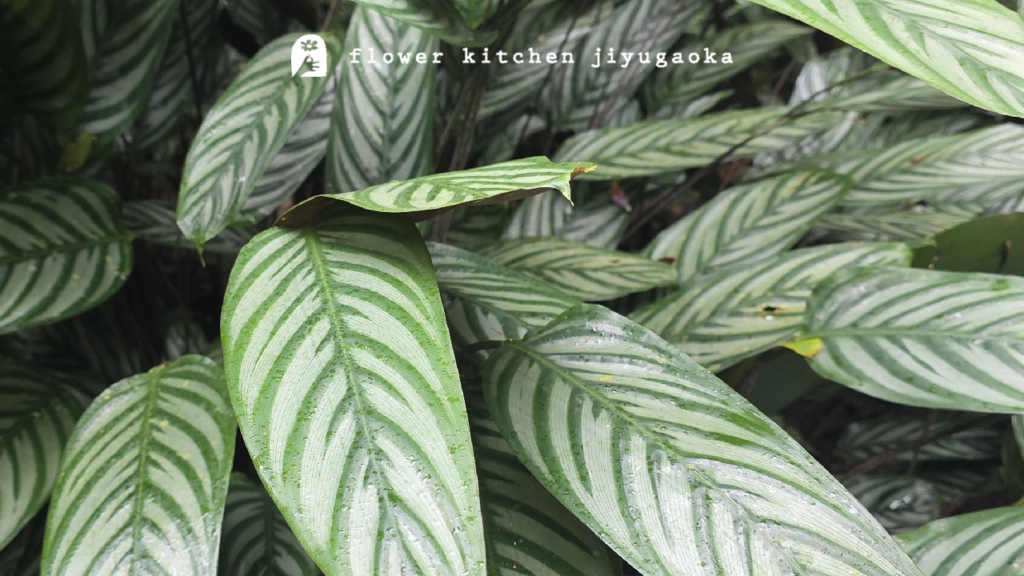 クテナンテの育て方 | 美しい葉模様を長く楽しむためにクテナンテの育て方