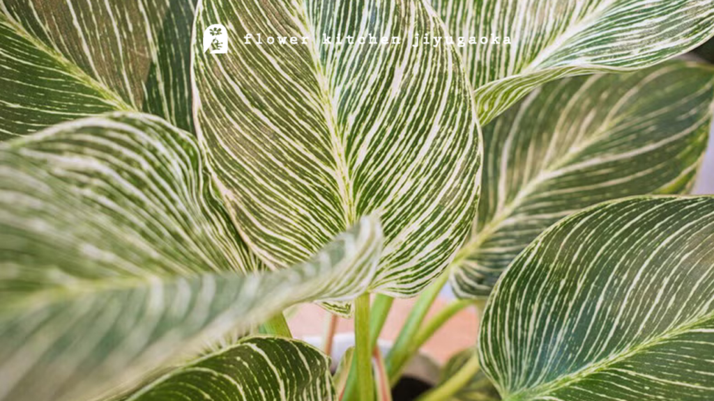 フィロデンドロンの育て方｜室内で長く楽しむための管理のポイント