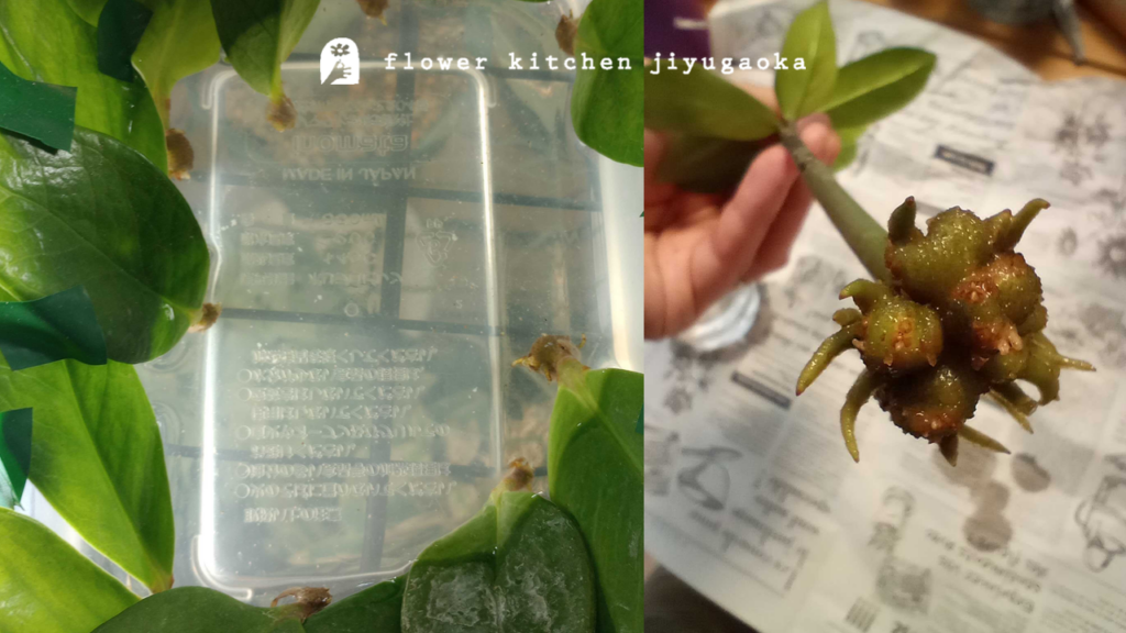 ザミオクルカスの増やし方