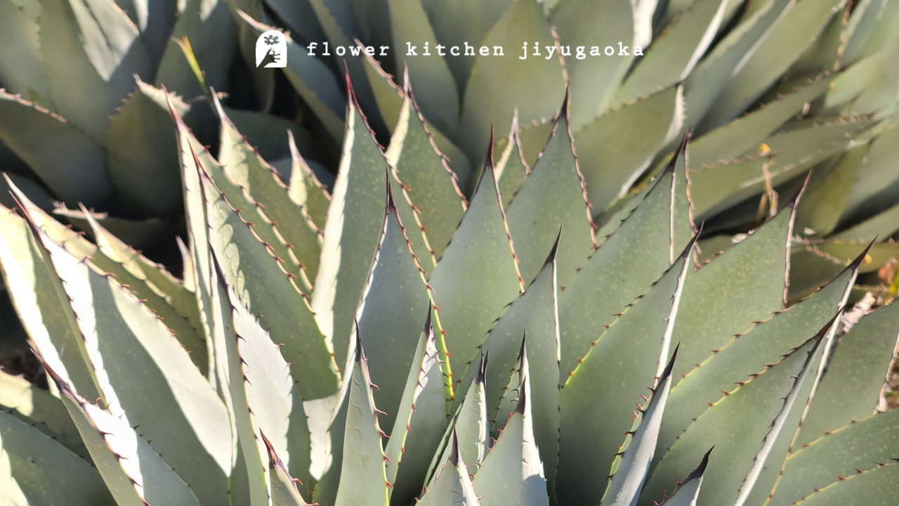 アガベの育て方｜シャープな魅力を長く楽しむために