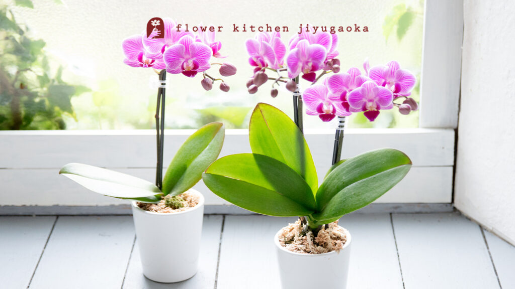 母の日プレゼント【80代のお母さんへ】5,000〜8,000円で喜ばれるフラワーギフト｜2026年最新