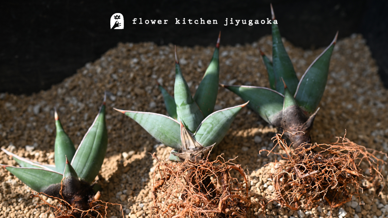 サンセベリアの増やし方完全ガイド｜株分けと葉挿しの手順を徹底解説