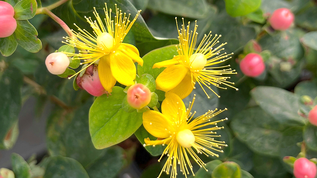 ヒペリカムの花