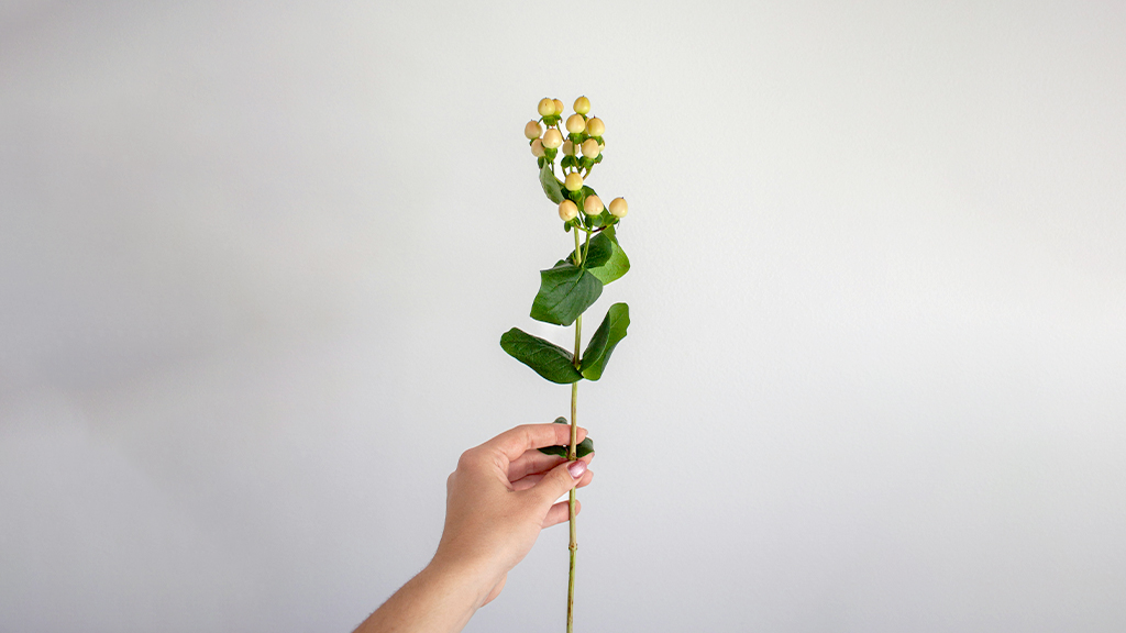 ヒペリカムを持つ手