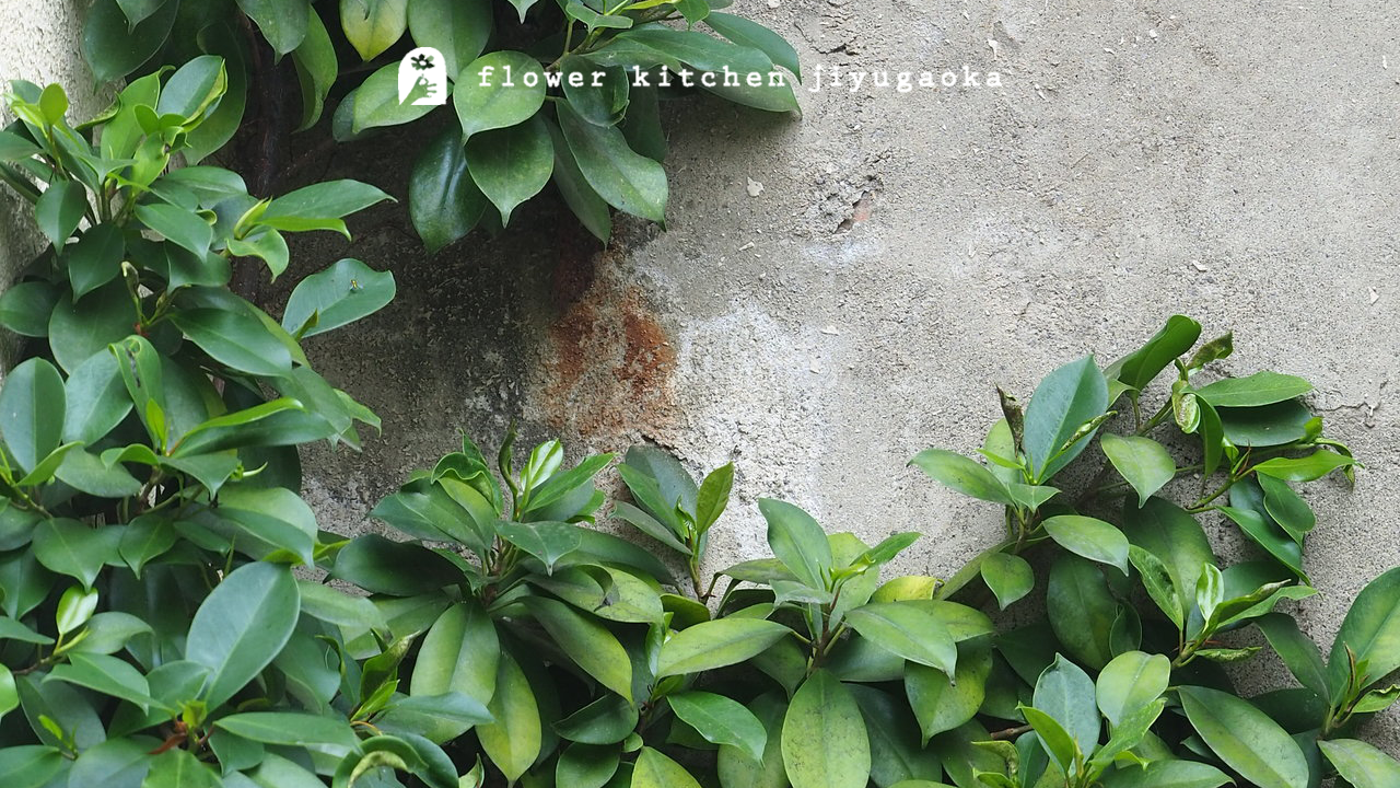 ガジュマルが選ばれる理由｜ほかの観葉植物との違いとおすすめな人の特徴