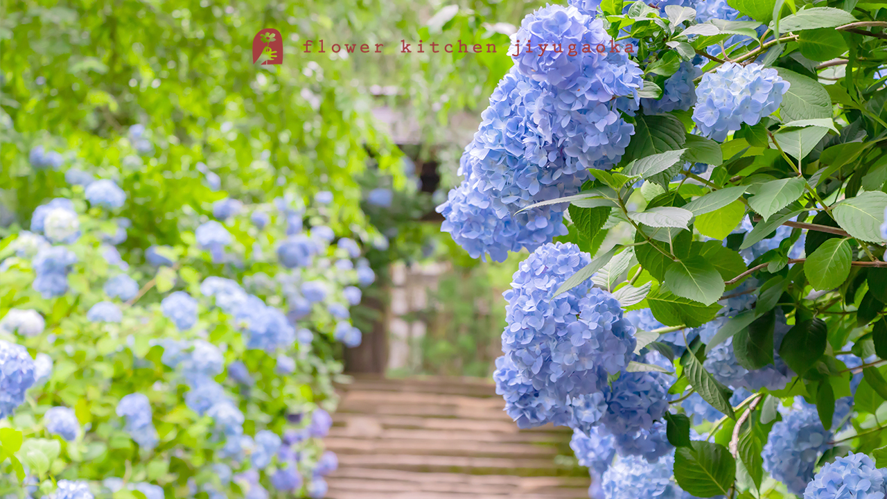 紫陽花のおはなし