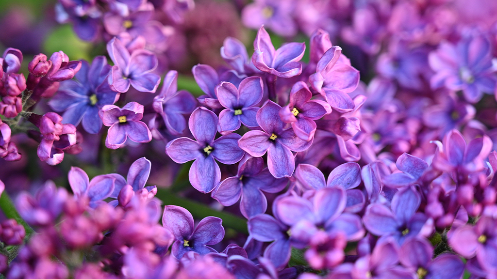 ライラック花びら