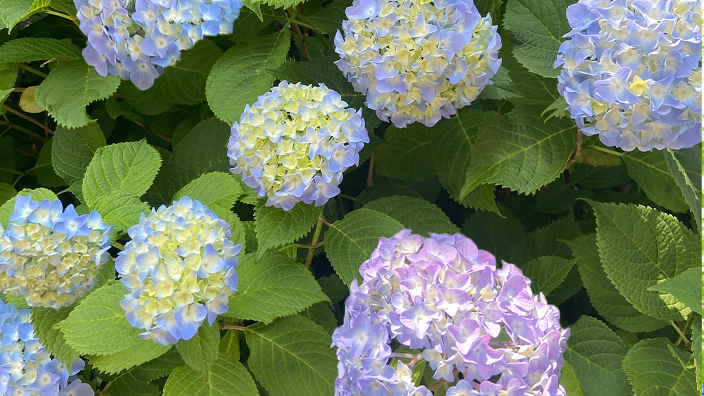 道端の紫陽花