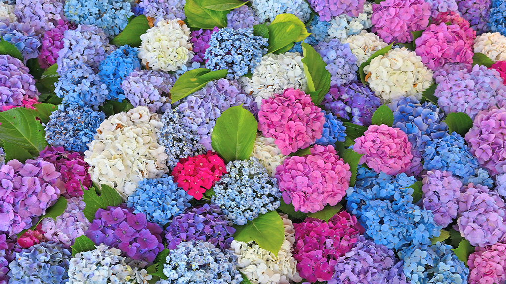 色とりどりの紫陽花