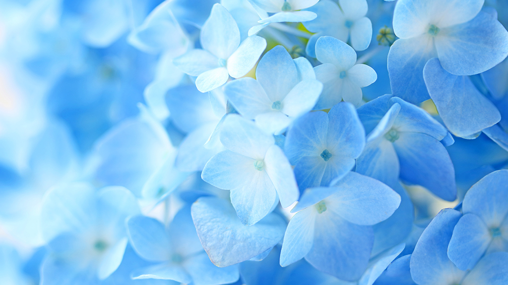 紫陽花の花